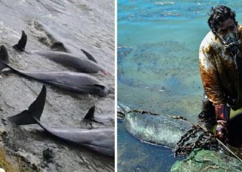 Isla Mauricio se vuelve un cementerio de delfines tras derrame de petróleo