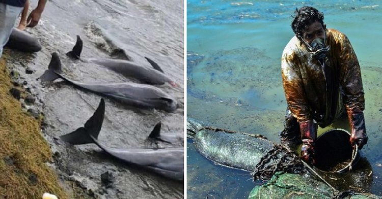 Isla Mauricio se vuelve un cementerio de delfines tras derrame de petróleo