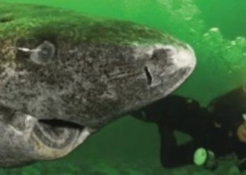 El tiburón más viejo del mundo habita en Groenlandia y tiene 500 años