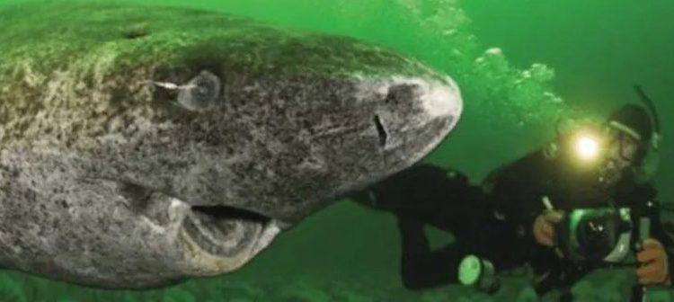 El tiburón más viejo del mundo habita en Groenlandia y tiene 500 años