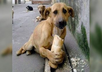 Ellos merecen un hogar y tú tener un mejor amigo ¡Adopta! : Beatriz Olmedo