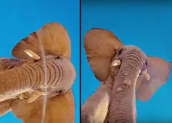 Un elefante encuentra un iPhone con la cámara encendida y decide probar su resistencia