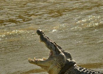 Un enorme cocodrilo persigue a un perro en el agua ante la impotente mirada de su amo