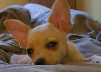 Van Damme interviene en una disputa entre Noruega y Bulgaria y salva a una chihuahua condenada a muerte por su pasaporte falso