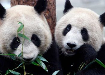Captan en video el cortejo y la cópula de una pareja de pandas salvajes, un evento pocas veces documentado