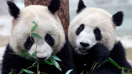 Captan en video el cortejo y la cópula de una pareja de pandas salvajes, un evento pocas veces documentado