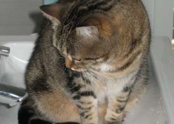 Una gata inunda la casa de su dueña y no se arrepiente de nada