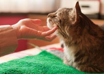 Venden por 130.000 dólares a un gato que «hace milagros y cumple tres deseos»