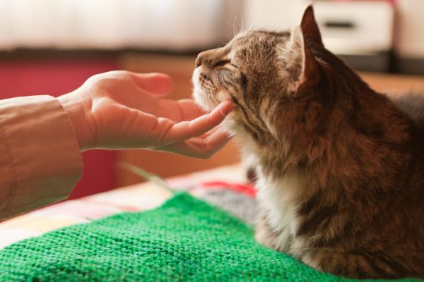 Venden por 130.000 dólares a un gato que «hace milagros y cumple tres deseos»