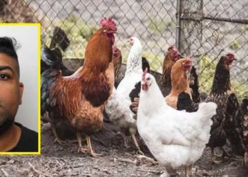 Hombre es sentenciado a 3 años en prisión por tener relaciones con gallinas