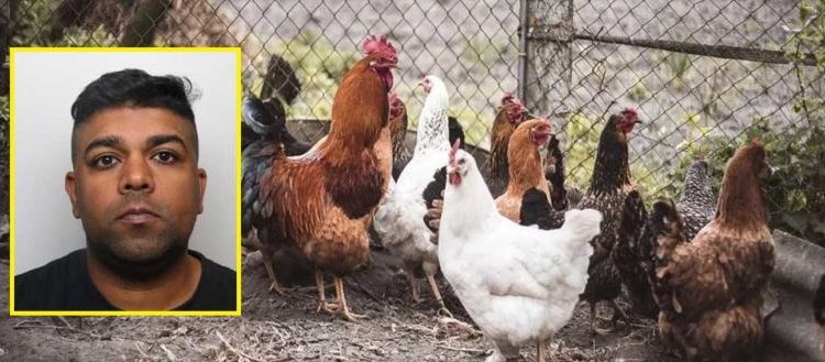 Hombre es sentenciado a 3 años en prisión por tener relaciones con gallinas