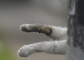 Indignantes desalmados dejan colgado de un poste a un gato en San Salvador; denunciantes piden investigación
