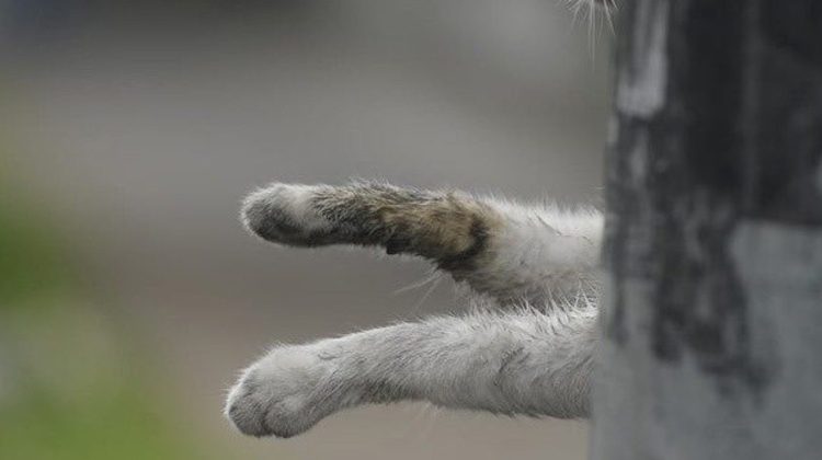 Indignantes desalmados dejan colgado de un poste a un gato en San Salvador; denunciantes piden investigación