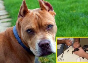 Prohíben el corte de cola y orejas a perros cuyo objetivo sea modificar su apariencia