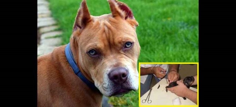 Prohíben el corte de cola y orejas a perros cuyo objetivo sea modificar su apariencia