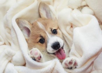 Revelan cómo los perros muestran amor por sus dueños y qué sienten cuando les dicen que los quieren