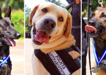Jubilan a elementos de la policía canina que ya completaron su ciclo de servicio en la corporación