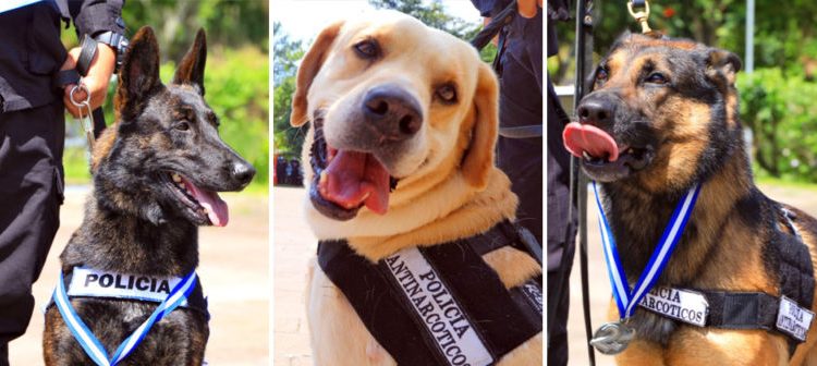 Jubilan a elementos de la policía canina que ya completaron su ciclo de servicio en la corporación