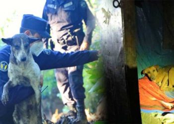Rescatan con vida a perritos de familias soterradas en Nejapa