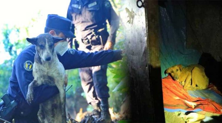Rescatan con vida a perritos de familias soterradas en Nejapa