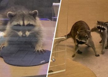 Dos «bandidos enmascarados» de cuatro patas irrumpen en un banco de California