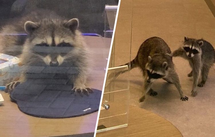 Dos «bandidos enmascarados» de cuatro patas irrumpen en un banco de California