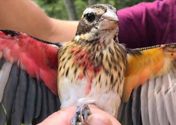 Encuentran en una reserva natural a raro pájaro mitad hembra y mitad macho