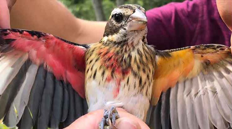 Encuentran en una reserva natural a raro pájaro mitad hembra y mitad macho