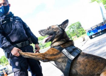 Este es “Zero”, el agente canino de la PNC que permitió el hallazgo de droga valorada en varios millones
