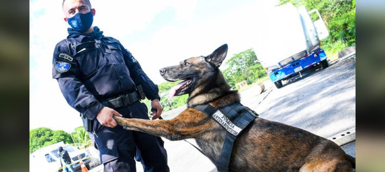 Este es “Zero”, el agente canino de la PNC que permitió el hallazgo de droga valorada en varios millones