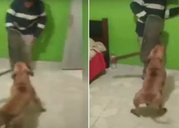 Perro “ataca” con machete al que sería su dueño