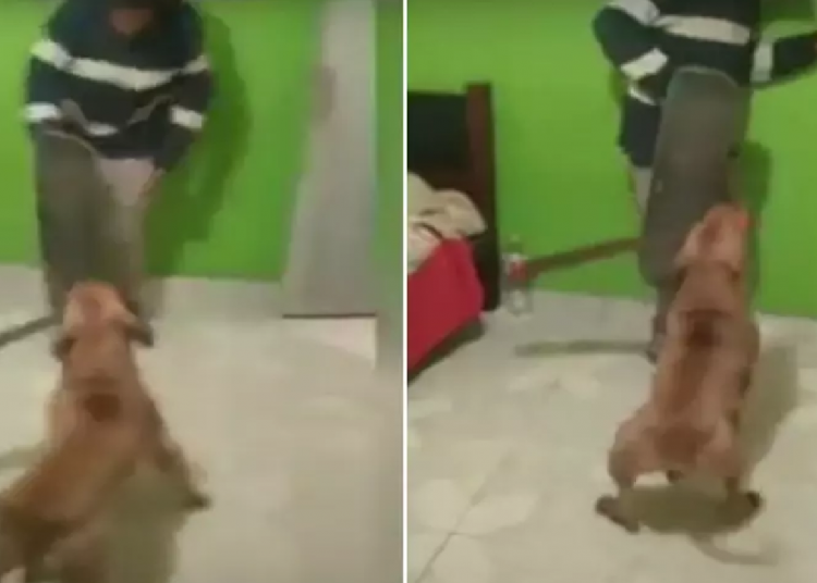 Perro “ataca” con machete al que sería su dueño