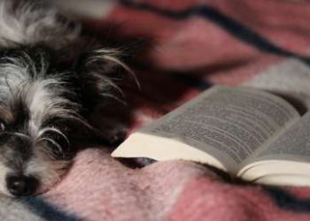 Una veterinaria lee un cuento a un perro enfermo y su gesto se hace viral