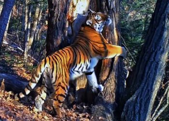 Muestran el momento en que fue hecha la foto de una tigresa siberiana abrazando un árbol, la mejor fotografía de vida salvaje del 2020