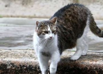 Un gatito que se extravió mientras daba un paseo aparece días después a más de 4.000 kilómetros de su casa