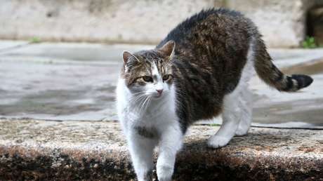 Un gatito que se extravió mientras daba un paseo aparece días después a más de 4.000 kilómetros de su casa