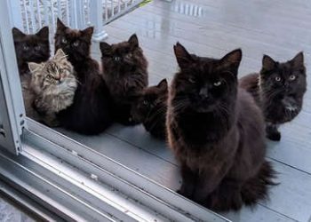 Una gata callejera lleva a sus cachorros a la mujer que la alimentó y ayudó cuando estaba preñada