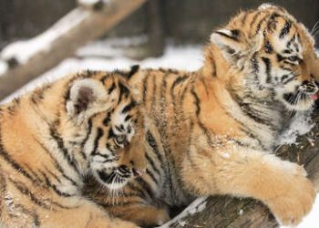 Captan a dos cachorros de tigre ‘posando’ en una carretera del Lejano Oriente ruso