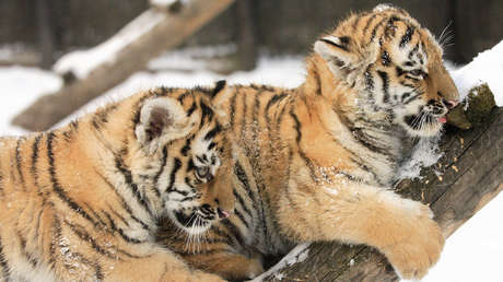 Captan a dos cachorros de tigre ‘posando’ en una carretera del Lejano Oriente ruso