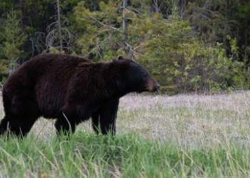 Una familia capta el momento en que un oso negro sube al capó de su coche en un parque de China