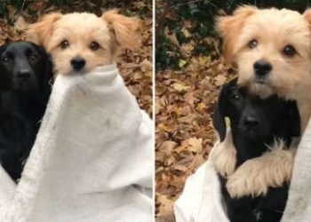 Un dulce perrito cubierto con una manta abraza a otro en una escena que enternece a las redes sociales