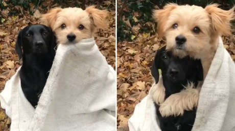 Un dulce perrito cubierto con una manta abraza a otro en una escena que enternece a las redes sociales