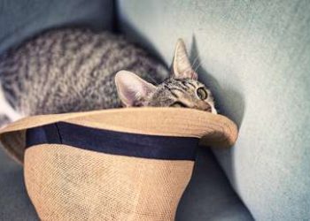 ¿En qué sombrero está el gato?: Solo 36 % de las personas pueden resolver este acertijo de simple lógica