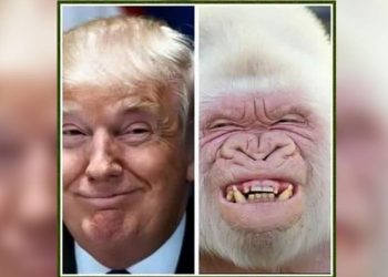 Los mejores memes sobre las elecciones en Estados Unidos