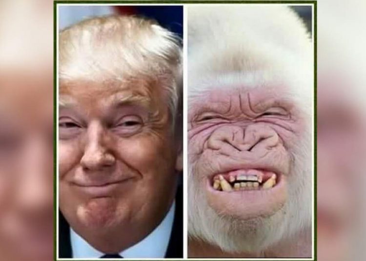 Los mejores memes sobre las elecciones en Estados Unidos