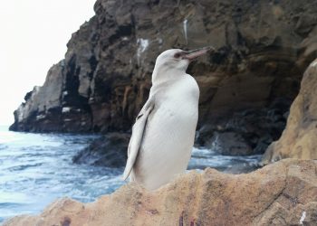 Encuentran un raro pingüino blanco en las Islas Galápagos