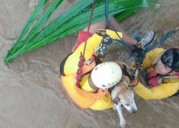El dramático rescate de un perrito que era arrastrado por una corriente en Honduras