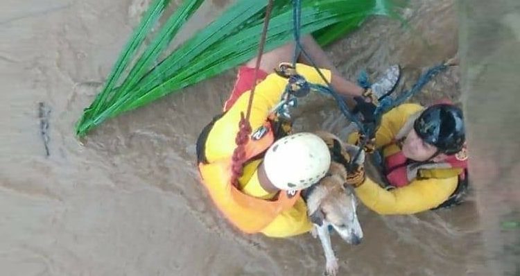 El dramático rescate de un perrito que era arrastrado por una corriente en Honduras