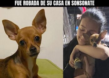 Tras haber sido robada y vendida, perra chihuahua vuelve con su dueña en Sonsonate