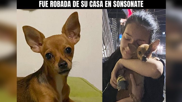 Tras haber sido robada y vendida, perra chihuahua vuelve con su dueña en Sonsonate